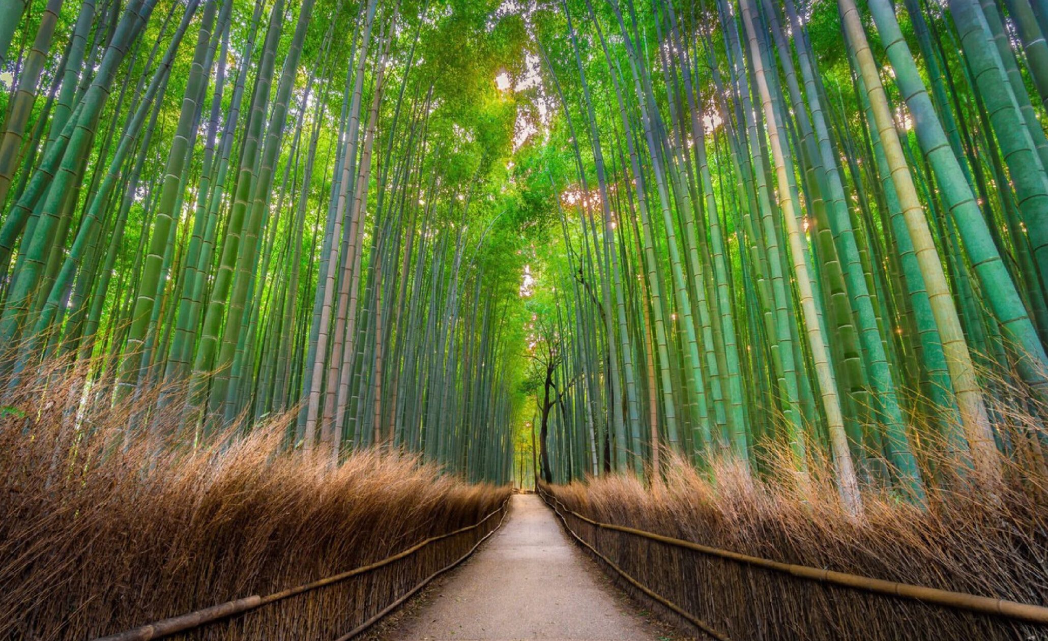 CIS-bamboo-priliminary-design-201811093-scaled-e1658914386831.jpg